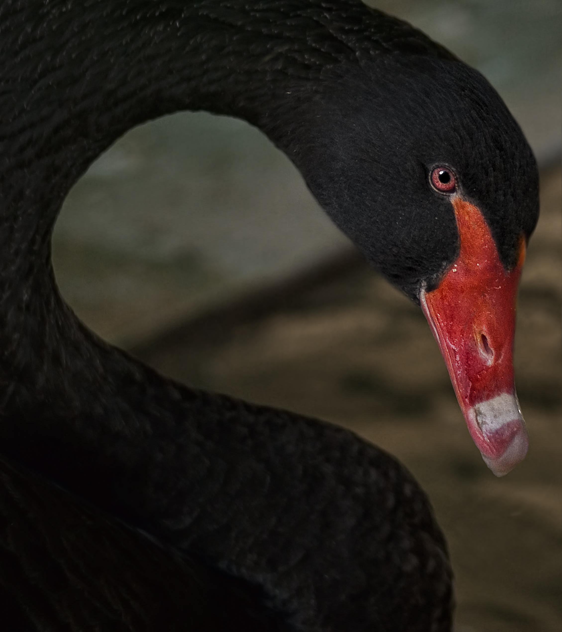 black swan